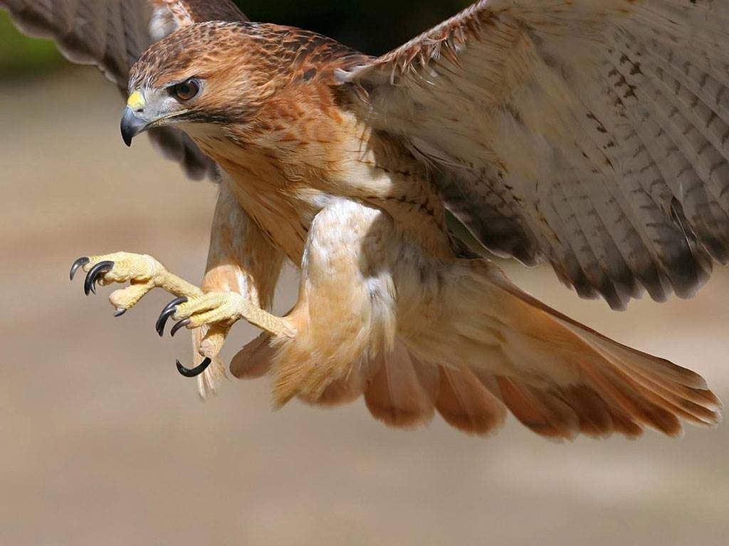 Em pleno vôo: altaneiro (imagem: Arquivo BAC)